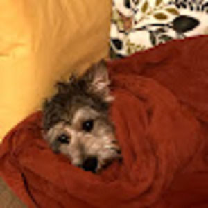 Meet your Posher, Alison